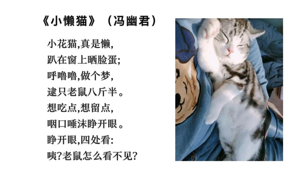 小懒猫.jpg